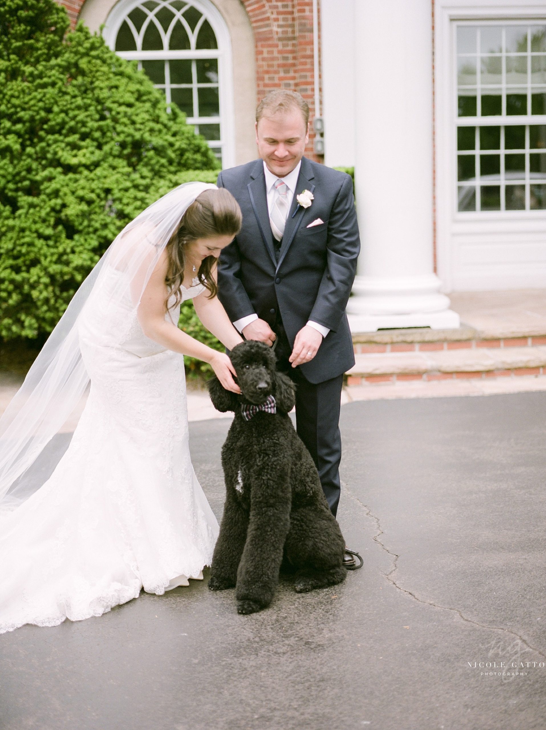 film photograph of bride and groom with standard black poodle