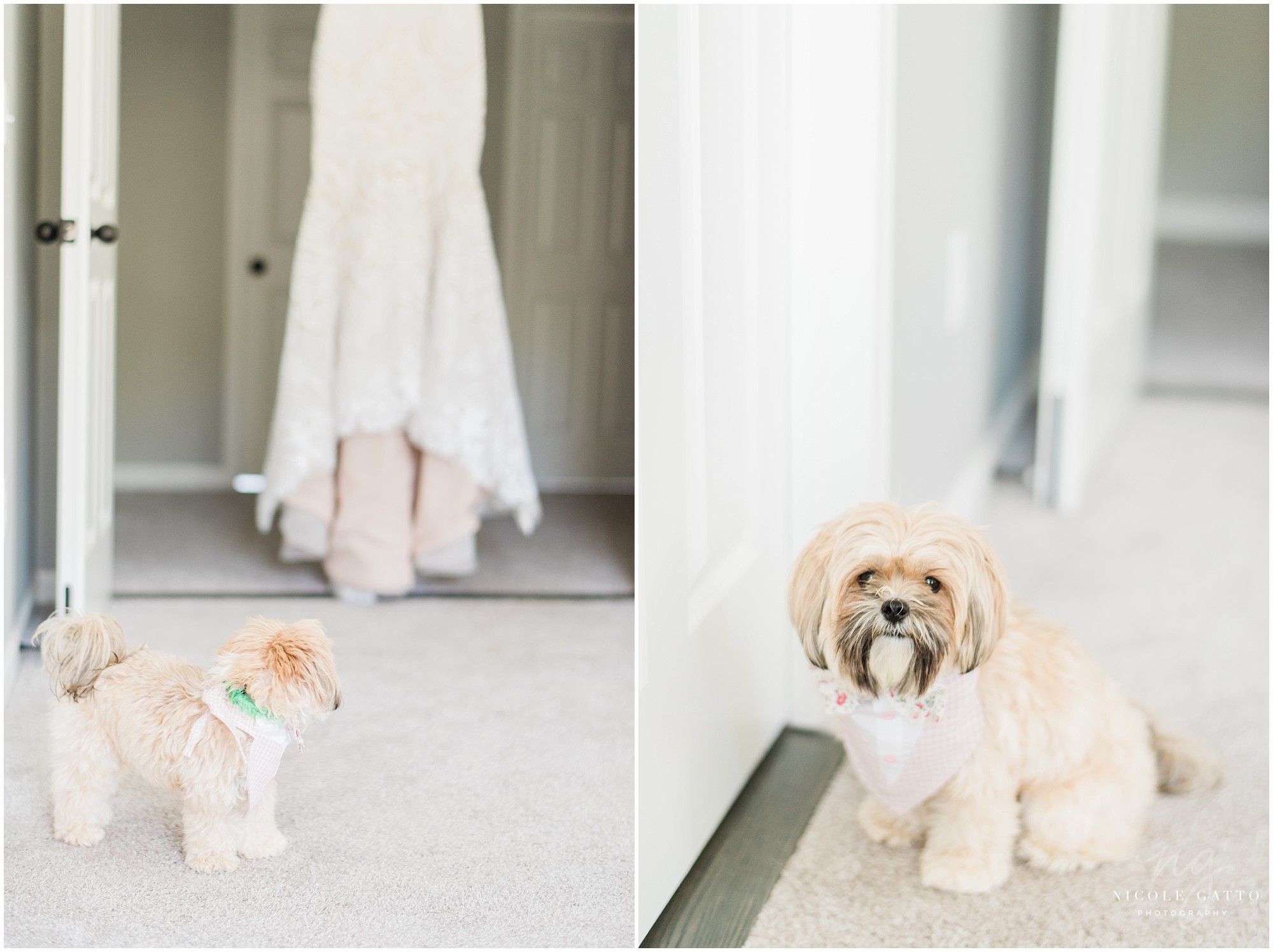puppy with wedding dress