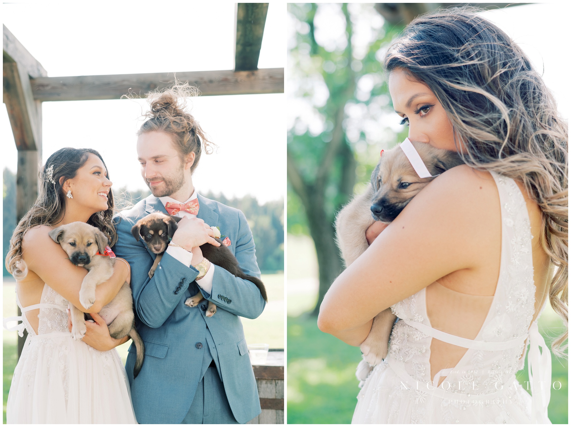 bride with puppies 